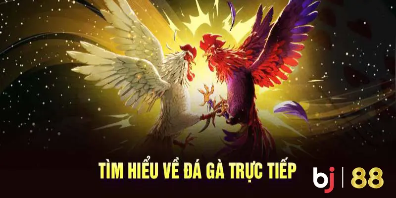 Tổng quan về đá gà trực tiếp C2