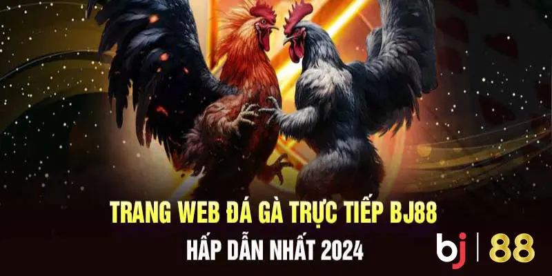 Trang web đá gà trực tiếp C2 chất lượng