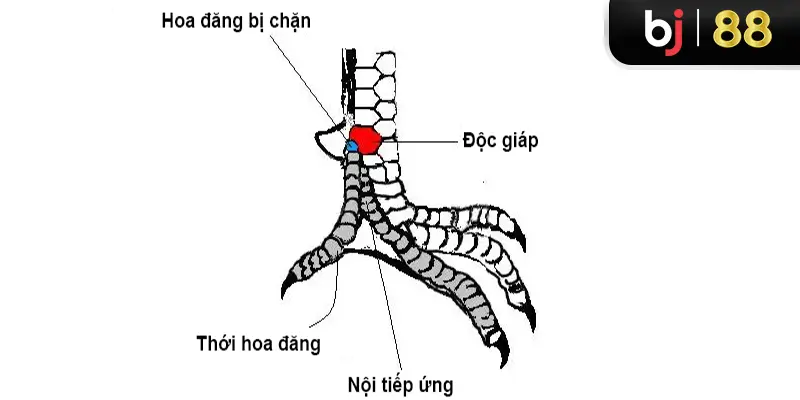 Vị trí vảy gà độc giáp