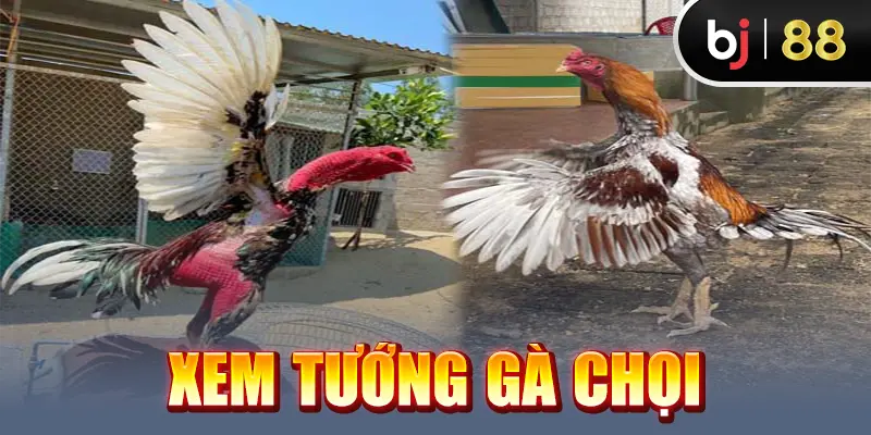 Bí Kíp Xem Tướng Gà Chọi Thông Qua Những Đặc Điểm Hình Thể